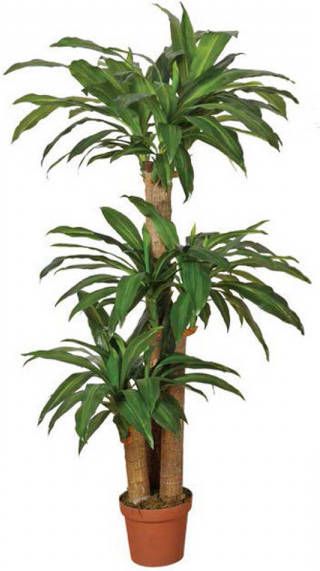 Intergard Kunstplanten Dracena 145cm
