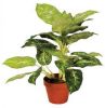 Intergard Kunstplanten Calathea Luisae 50cm online kopen