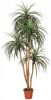 Intergard Kunstplanten Nolina 185cm online kopen